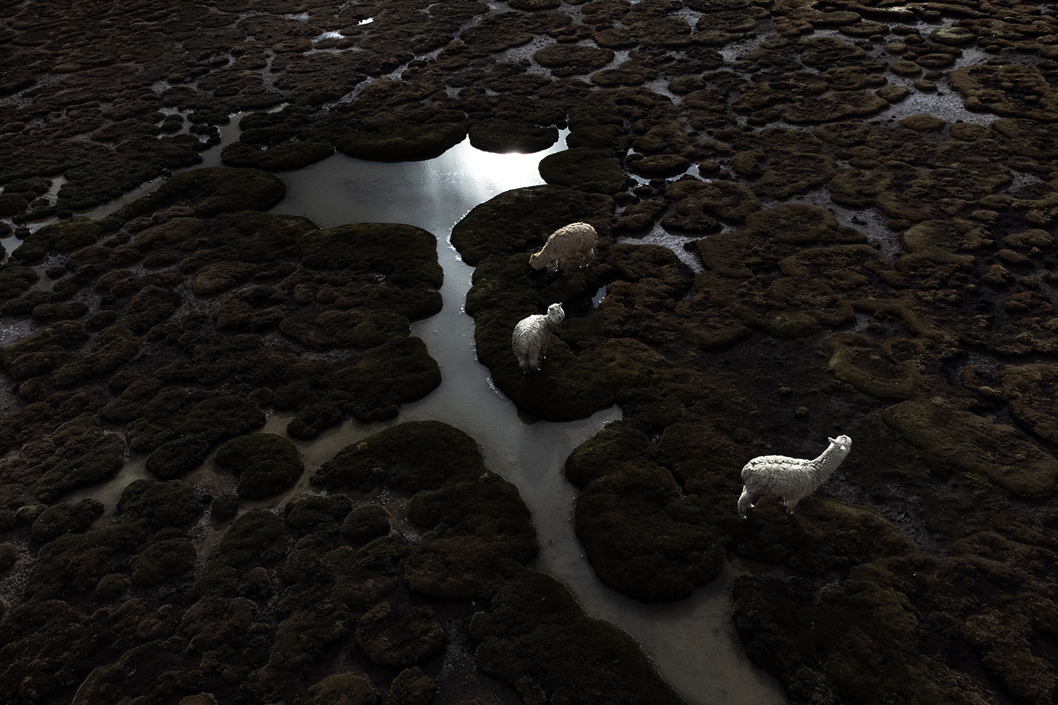 2 - guardians-of-glaciers-2 - 1076f098-d6d9-4e01-a4fe-09bd2485e8aa.jpg