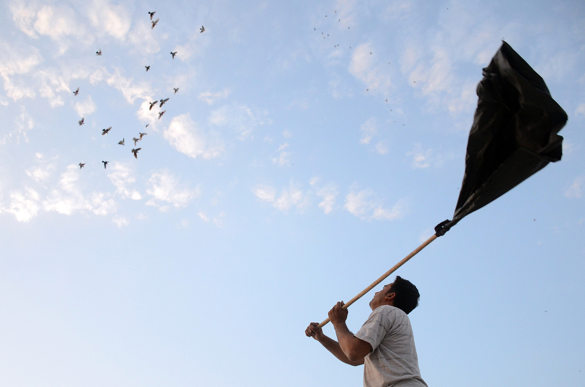 Pigeon Racing