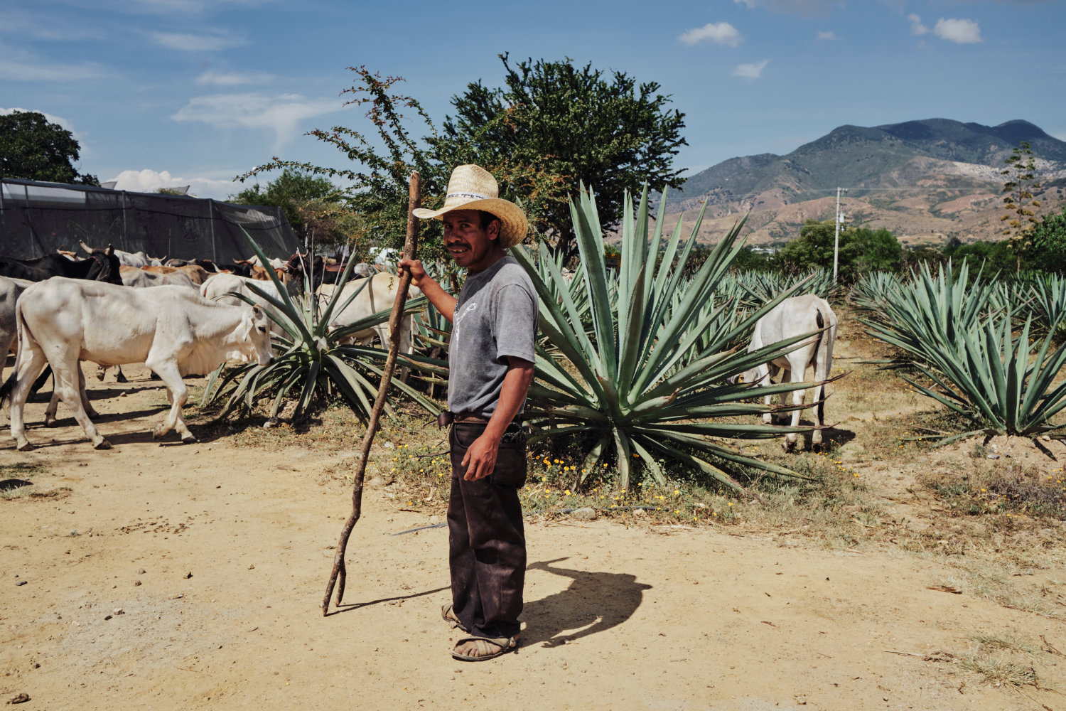 MAESTROS MEZCALEROS