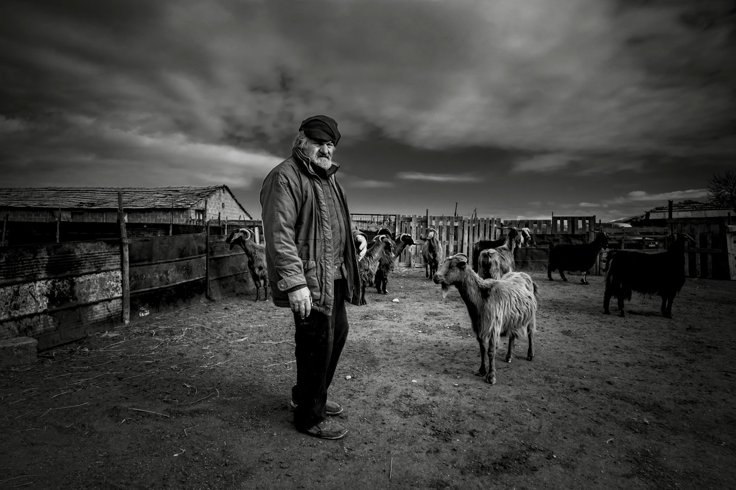 Shepherds