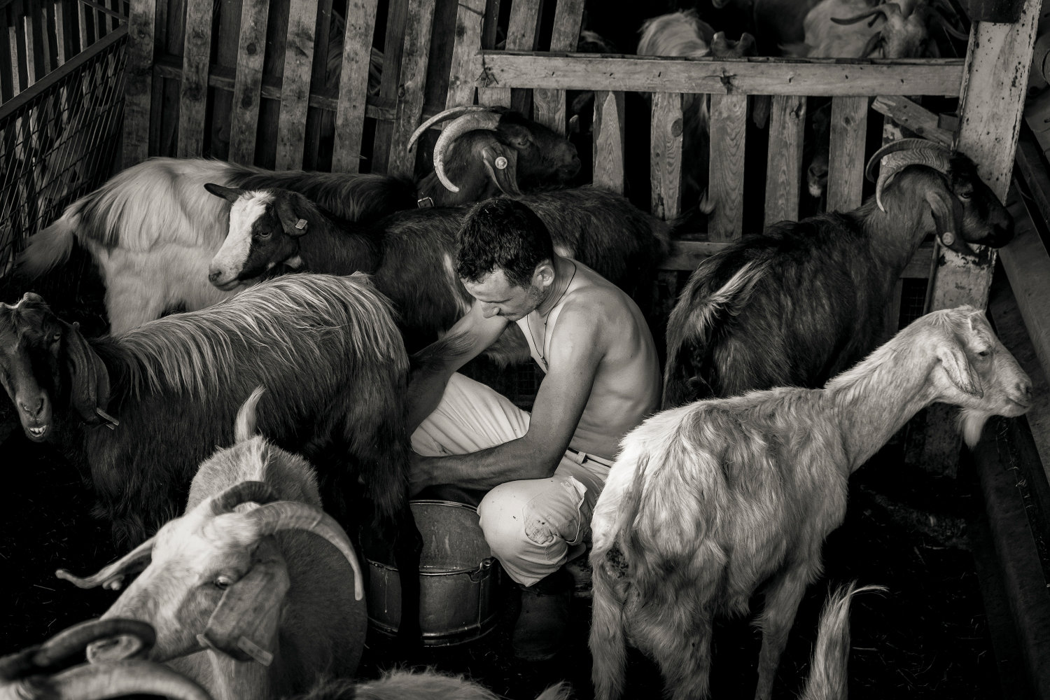 Shepherds