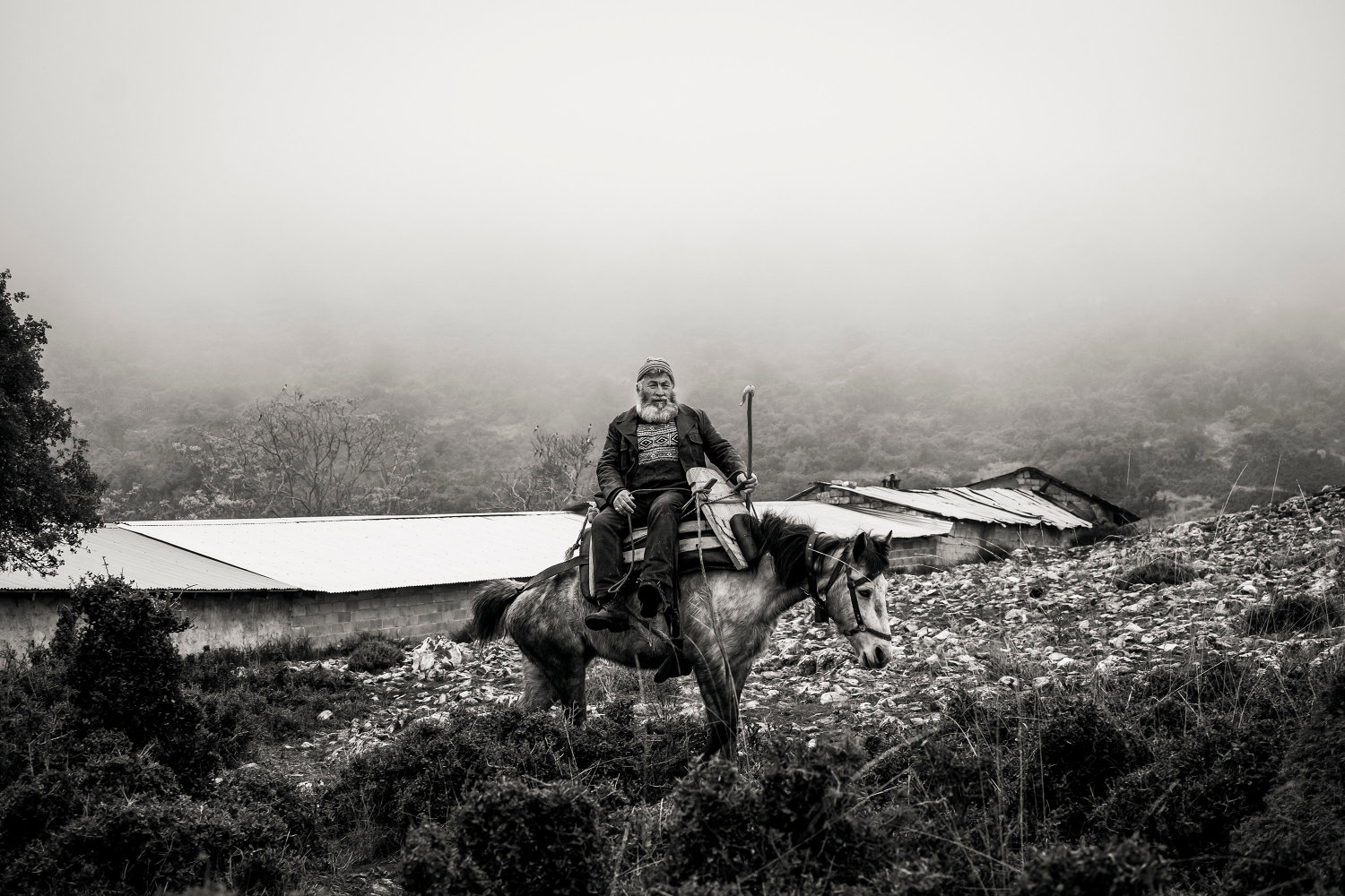 Shepherds