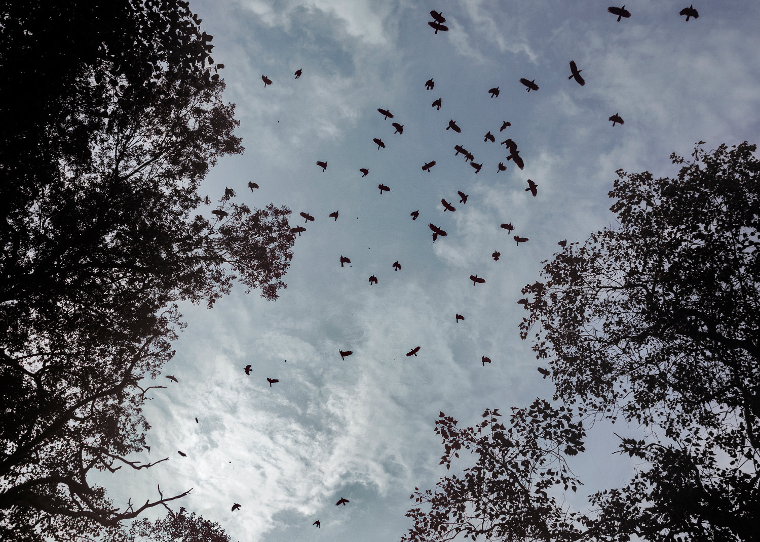 Trail of Blood