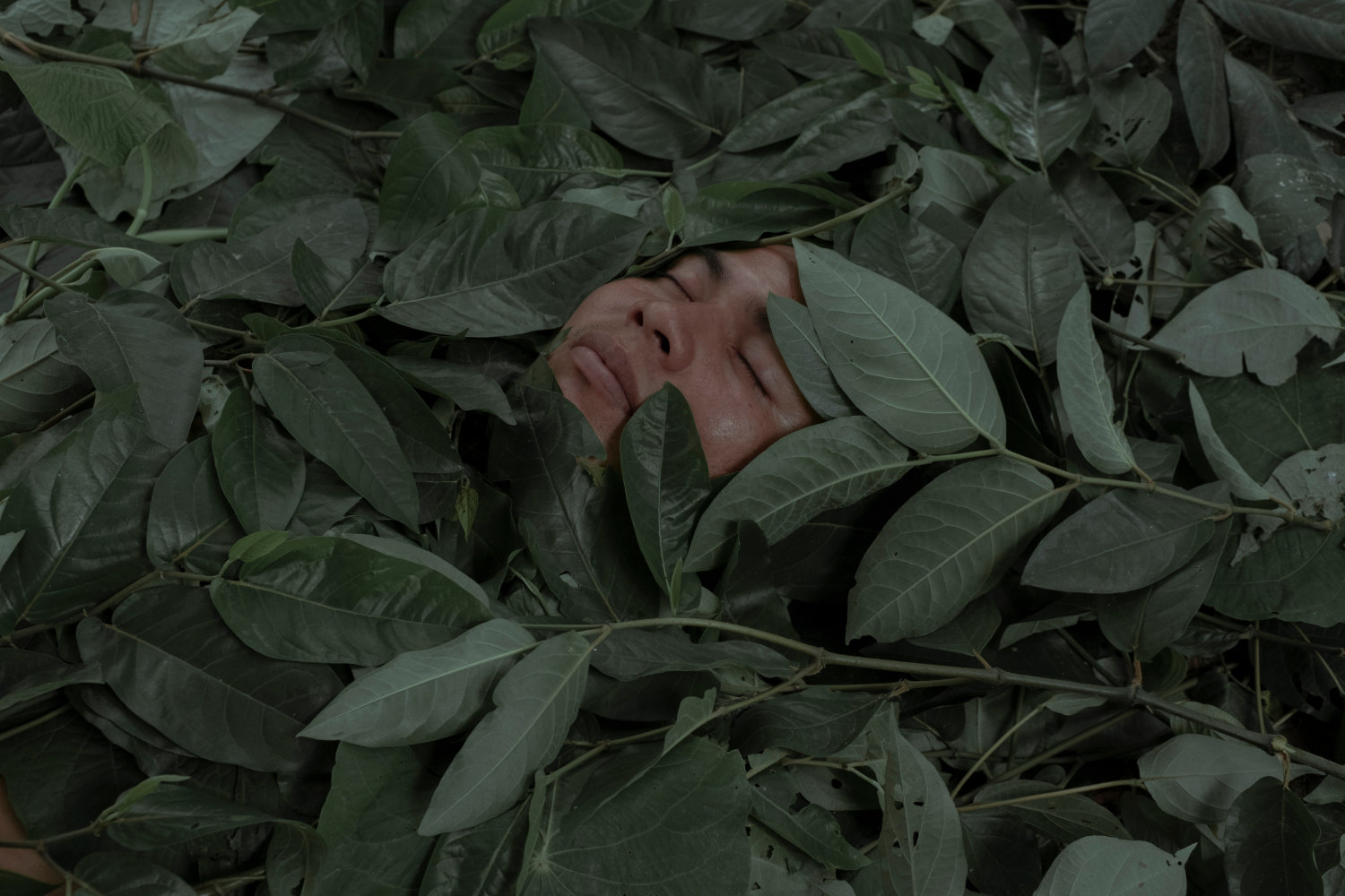 The Healing Plants