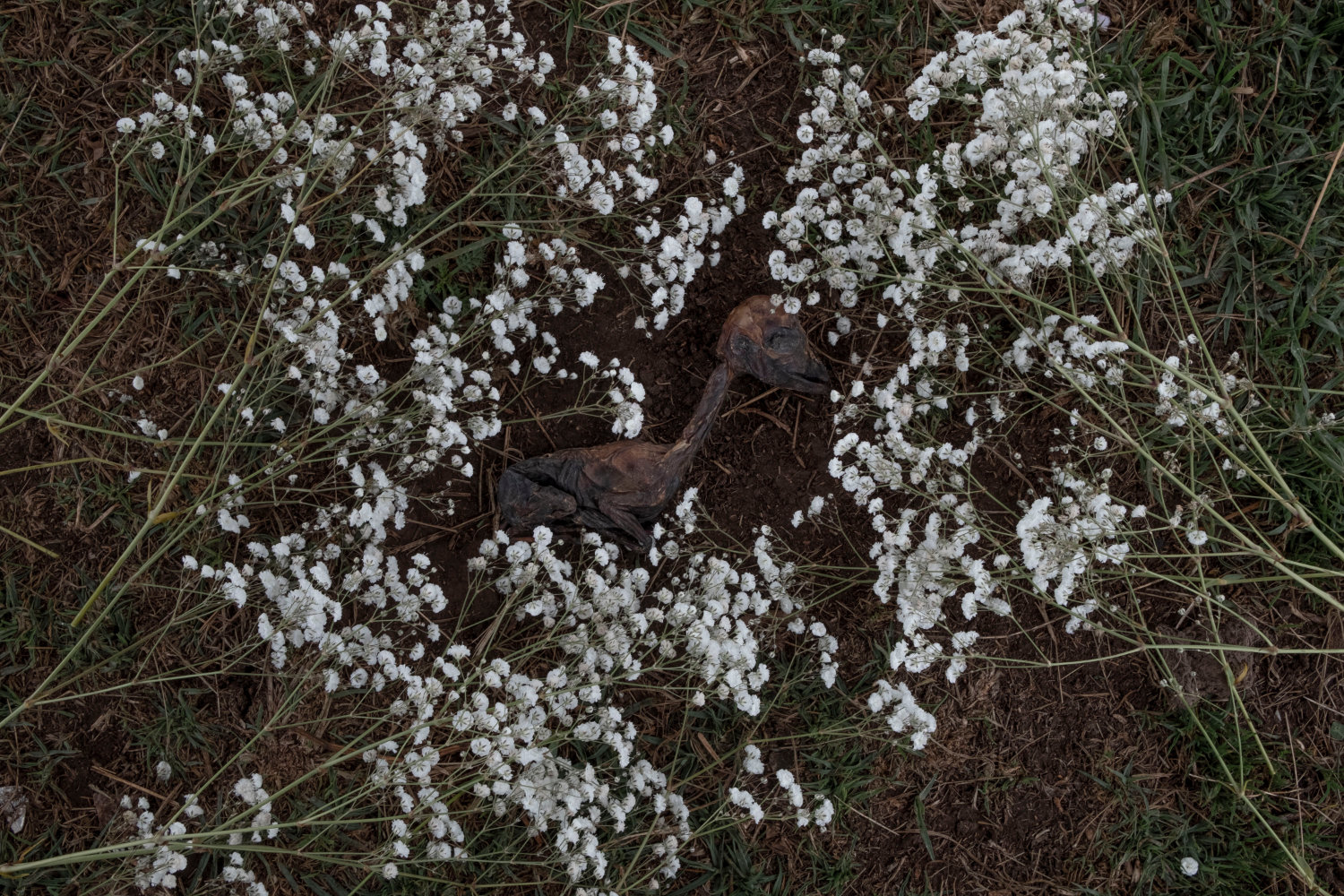 There will be no end of flowers