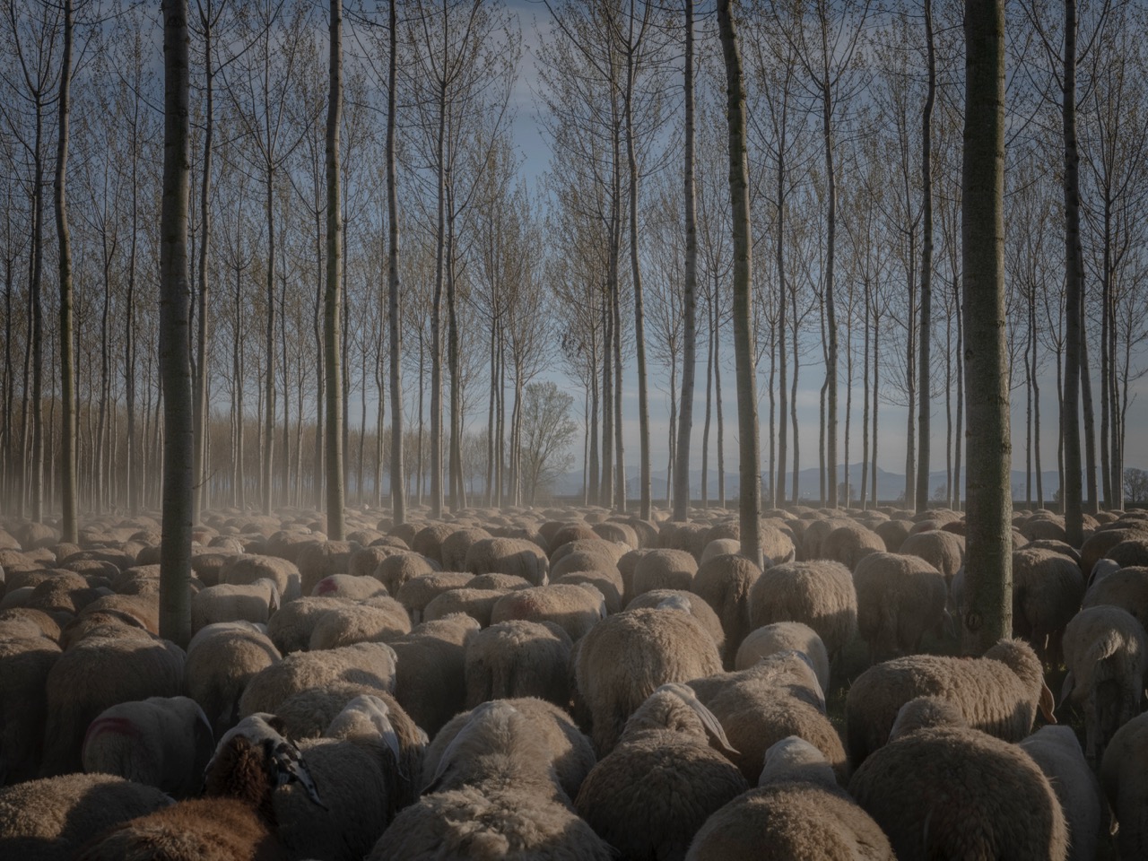 Elegy from Po valley