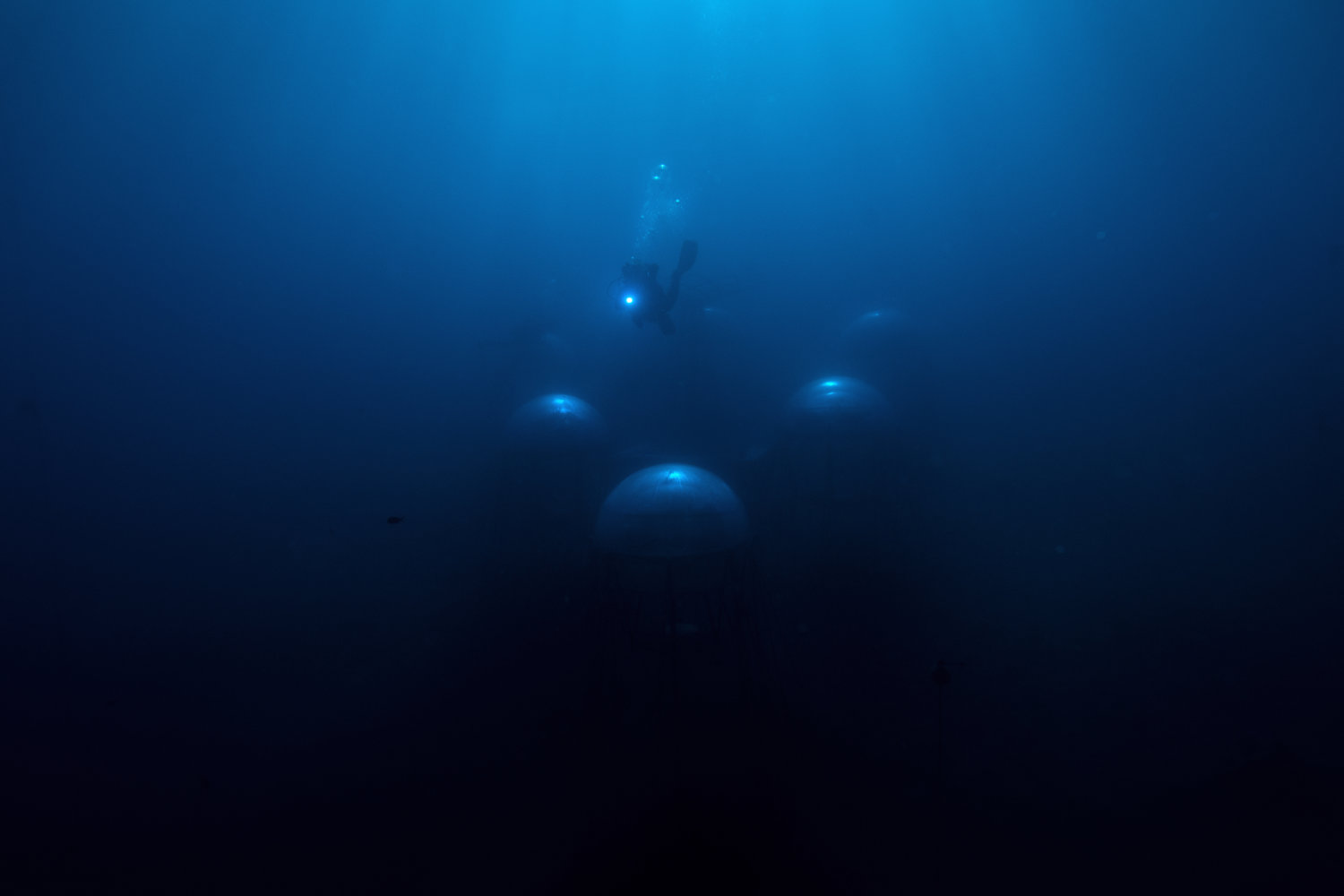 Nemo’s Garden