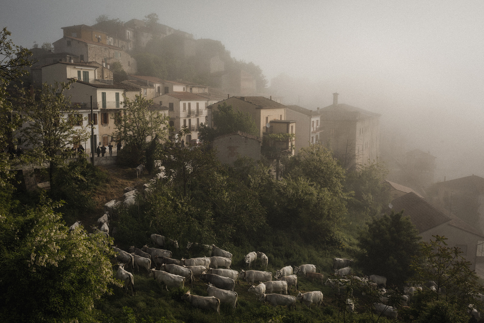 The last transhumance