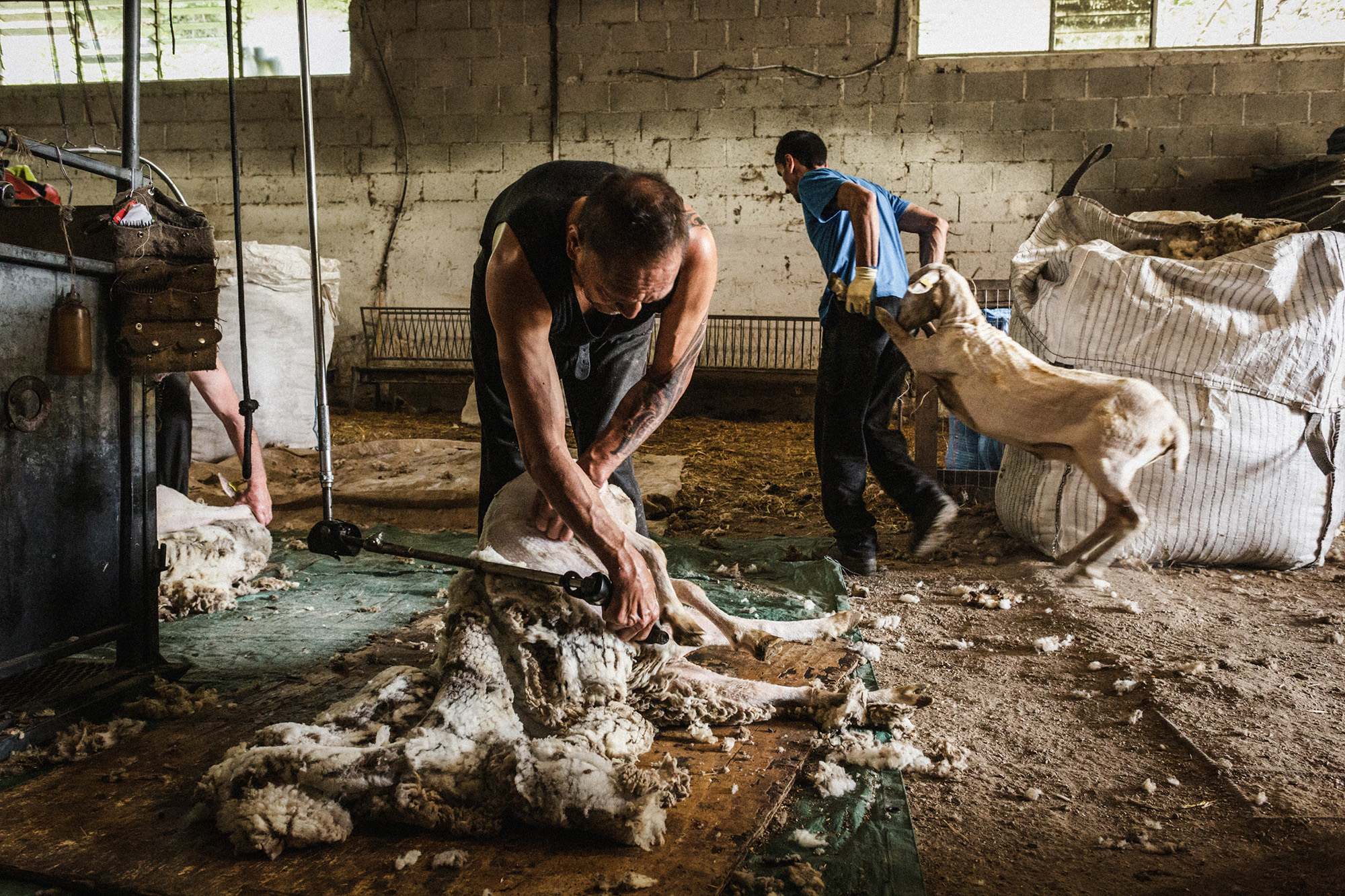 The last transhumance
