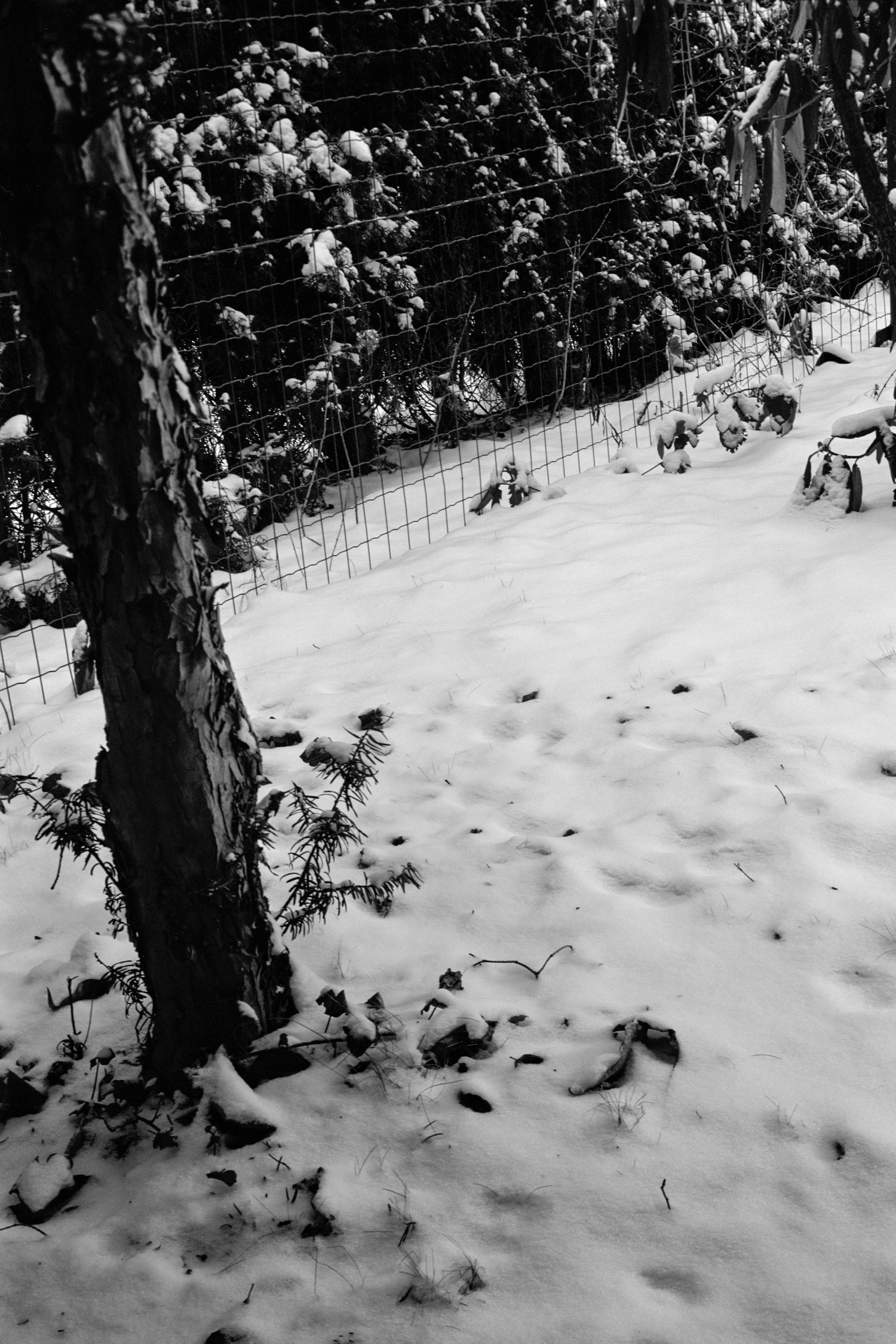 Der letzte Schnee