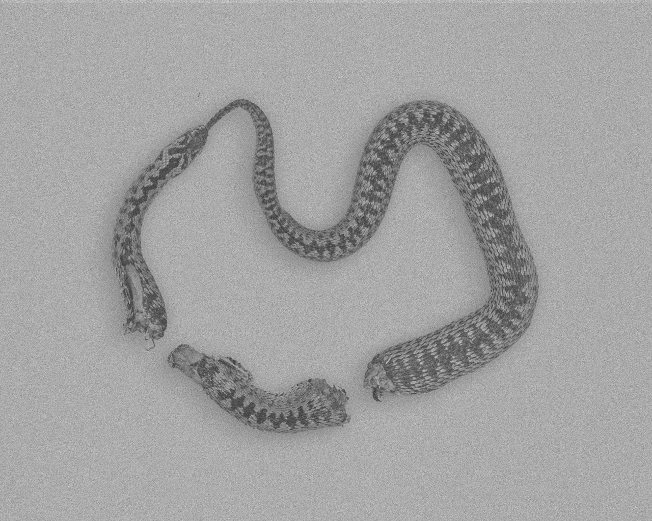 Groß (7 - The Ouroboros  - d2145dfc-8a9b-4b94-95d3-12ed2da64854).jpeg