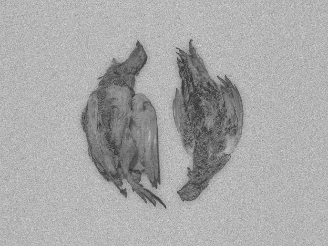Groß (6 - Paradox of Lagopus Lagopus - 47823c85-77f3-4a36-85ab-fbf557938b70).jpeg