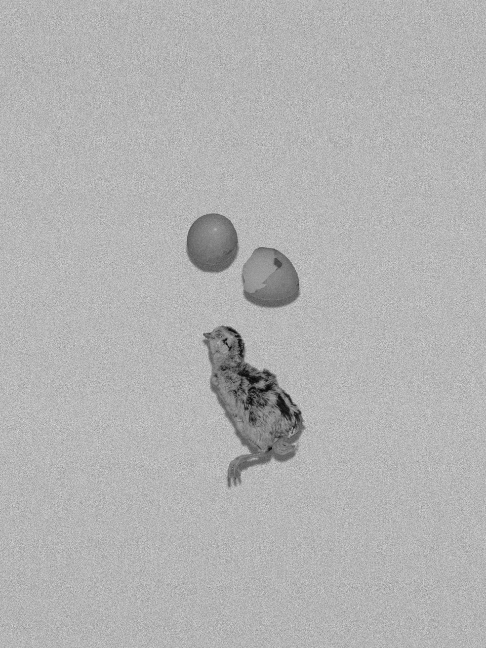 Groß (3 - Paradox of Phasianus Colchicus - cb52d1bd-f704-4cbb-b289-aa0442523c7a).jpeg