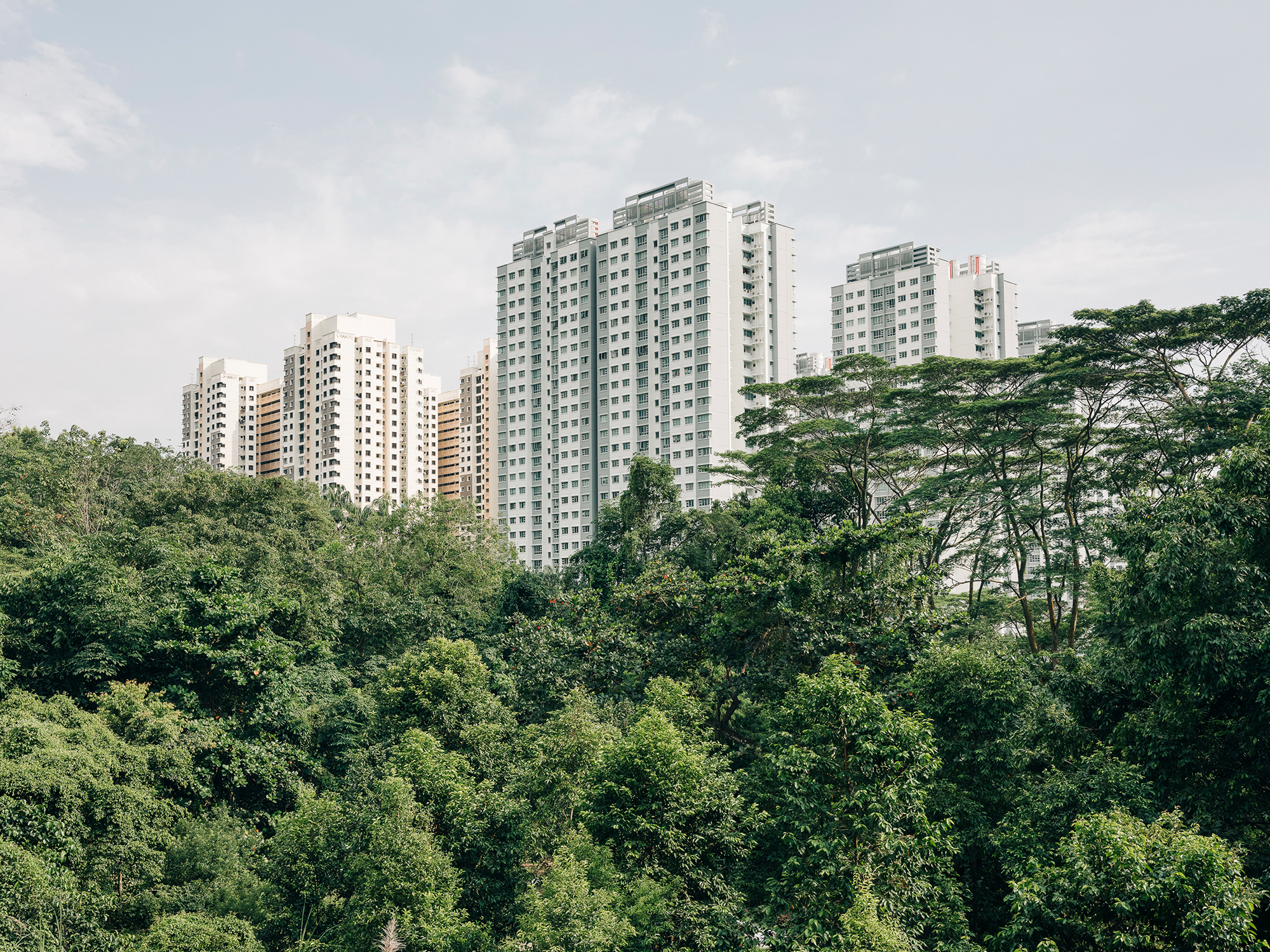 The City in the Forest