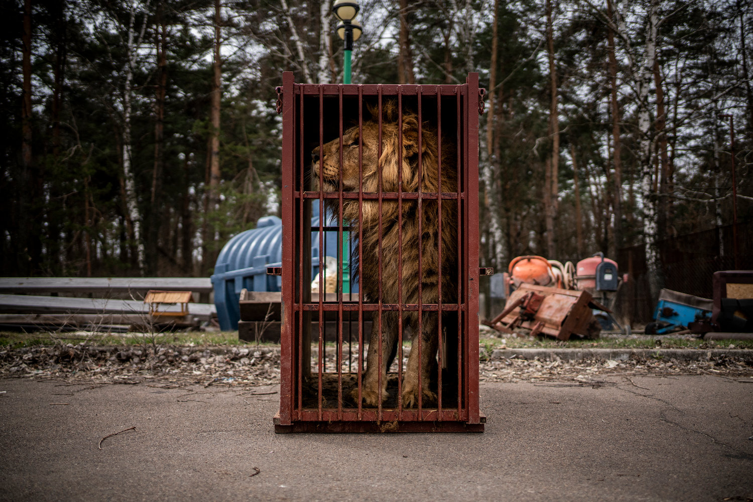 Refugee Animals