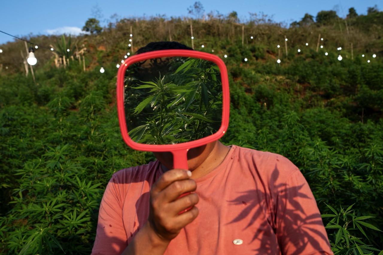 Cannábicos