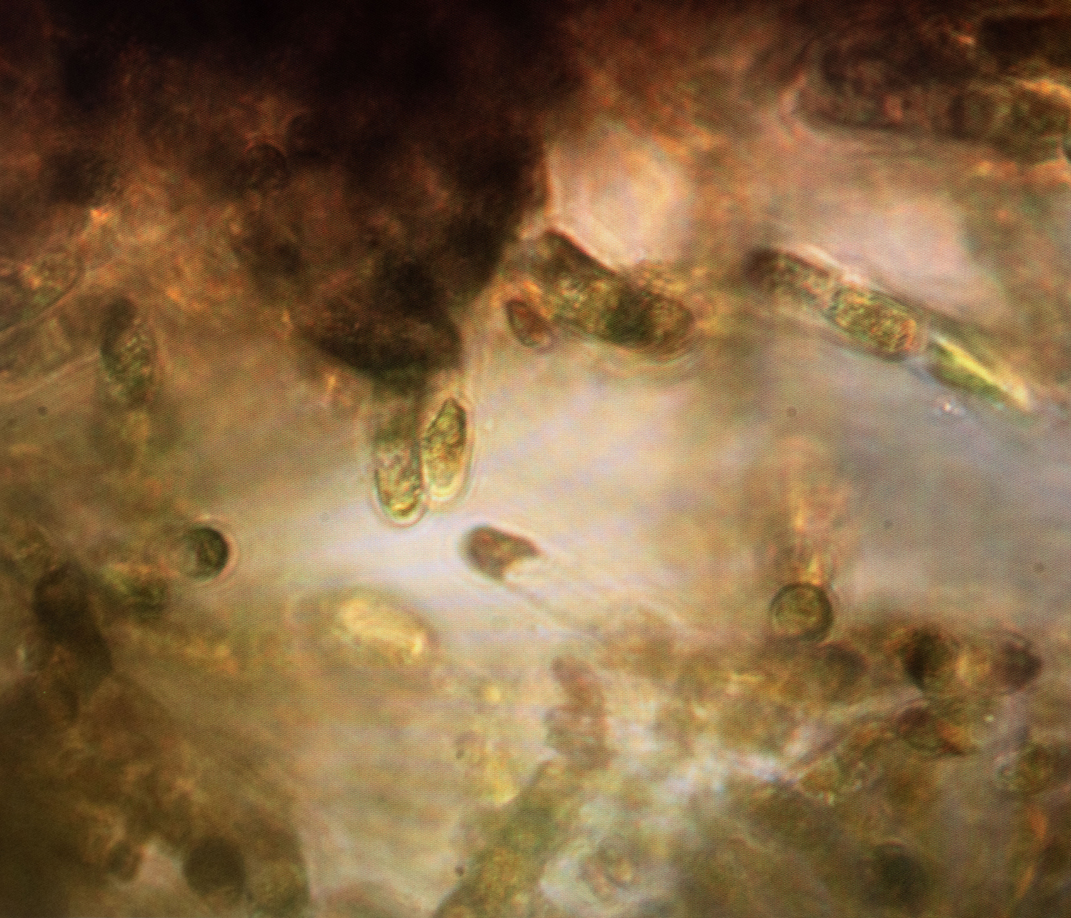 Under the Arctic ice, mercury