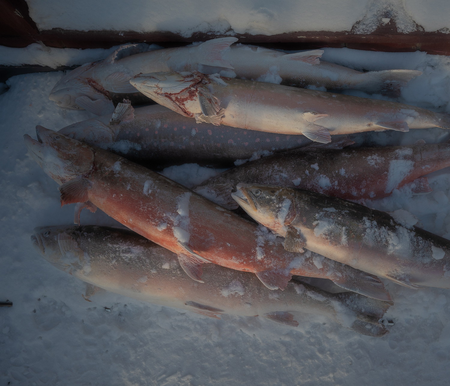 Under the Arctic ice, mercury