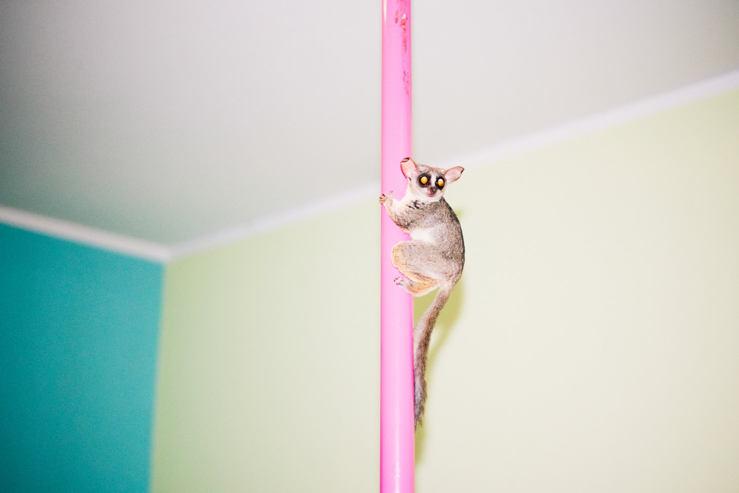Fantastic animals
and how to pet them
