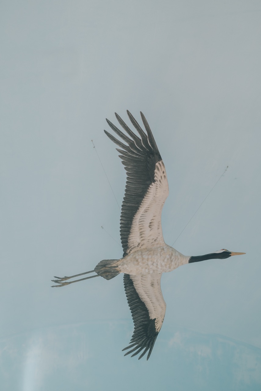 Groß (3 - Bird migration museum - fe7deb27-2938-4cd8-85ae-1d5ffeb487c4).jpeg
