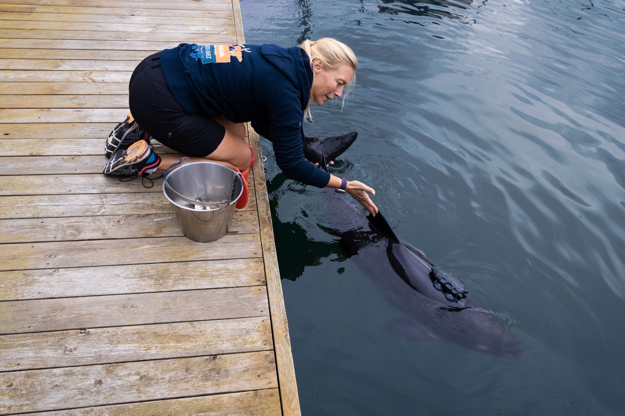 Groß (2 - Understanding Harbor Porpoise Behavior - 91c16dbd-d4d8-4807-8458-4e940f2a4c04).j