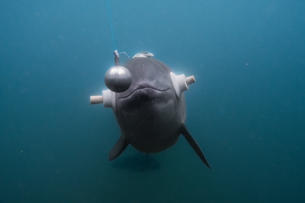 Groß (1 - Echolocation - f534d034-86c7-46fb-861d-6c7bbd41999e).jpeg