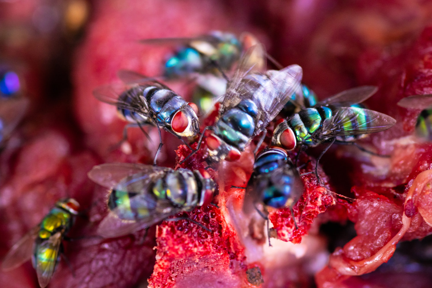 Zoonoses
