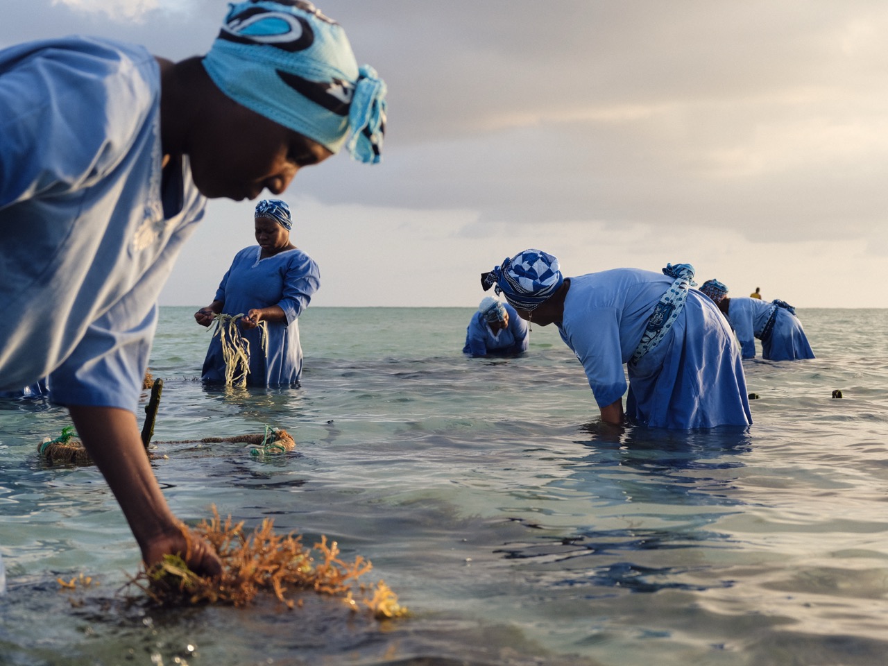 Groß (1 - Seaweed harvest at sunrise - b0c878a6-abc7-48b9-80d5-8e963a2122e9).jpeg