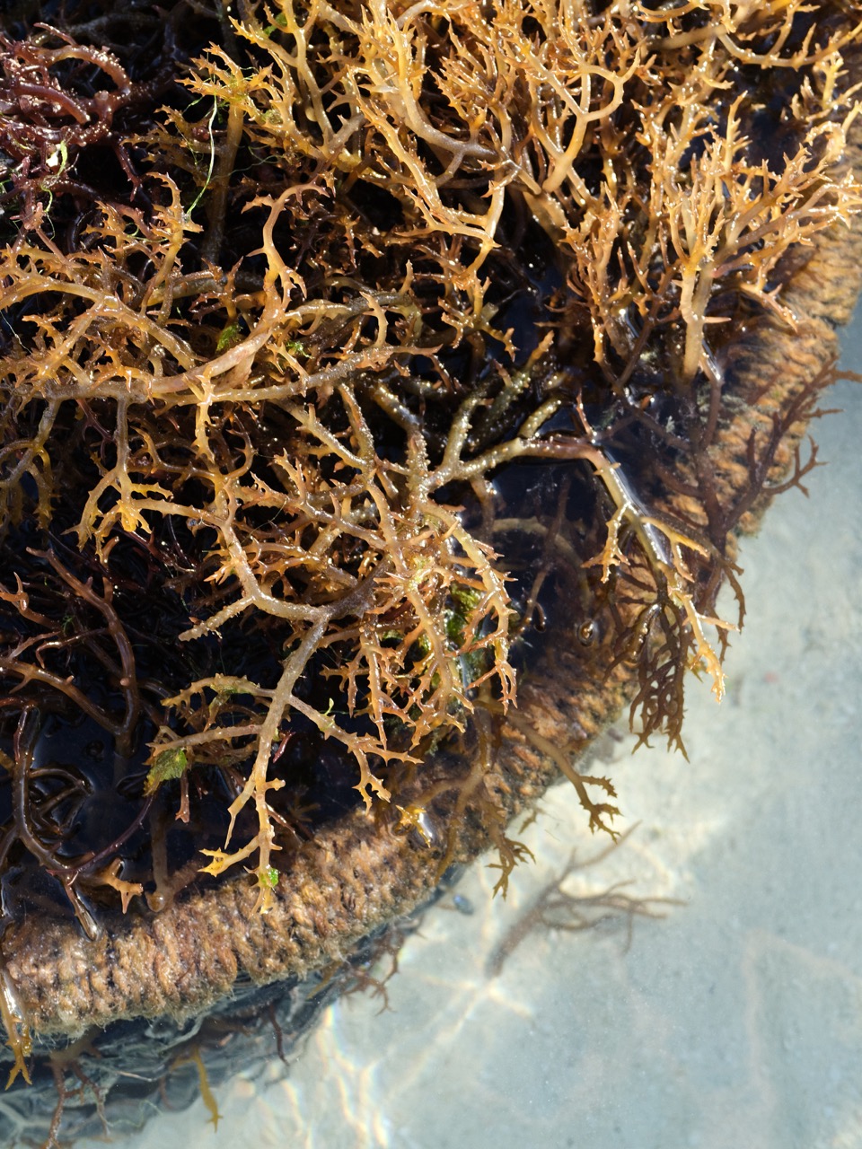 Groß (2 - A gift from the ocean - 2bb51ddb-d68f-473b-bda4-c3898093352a).jpeg