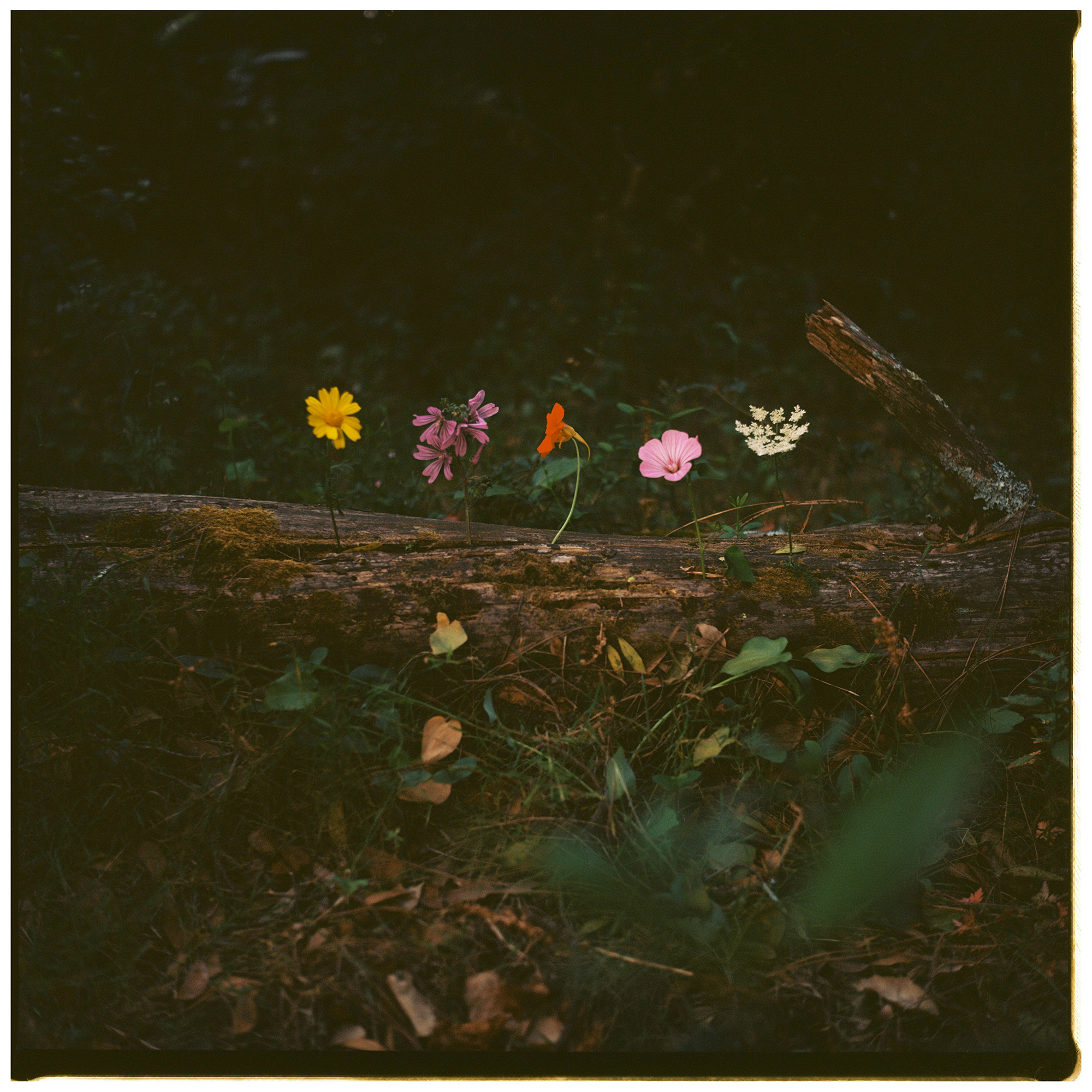 10 - Flowers - f2b5cf8e-c36a-4c6b-9ac9-1d9c99a3e958.jpg