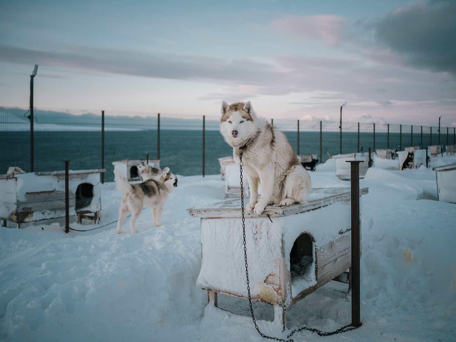 5 - Arctic Dreams - 2d1ba6a3-e165-4c5b-b161-b60f9f779c32.jpg