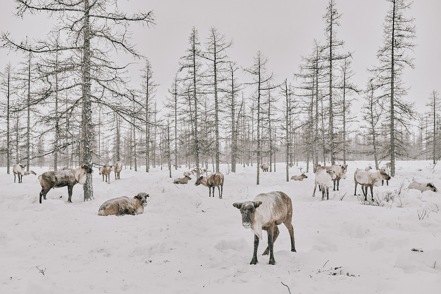 How to Vaccinate a Siberian Reindeer Herder
