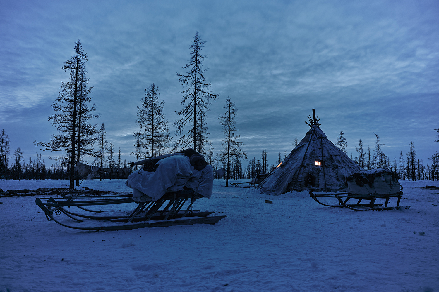 How to Vaccinate a Siberian Reindeer Herder