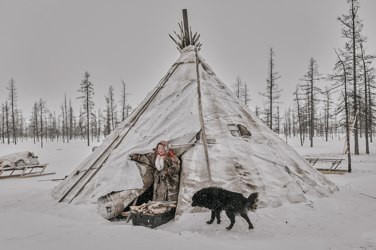 How to Vaccinate a Siberian Reindeer Herder