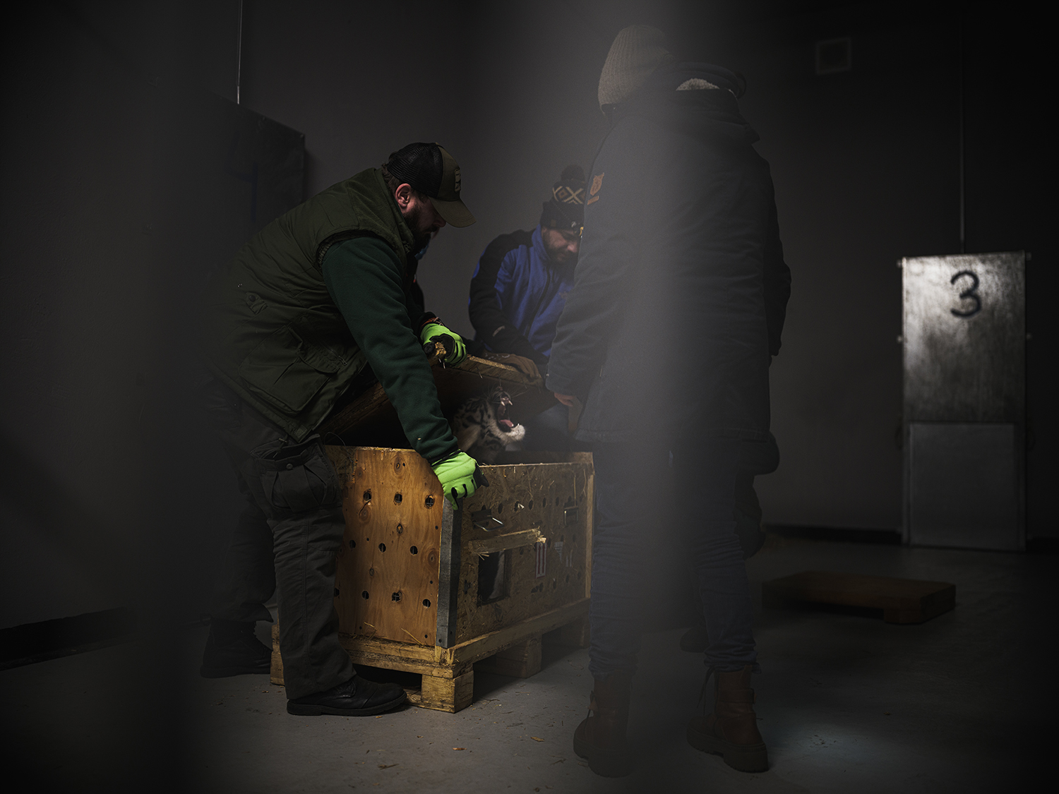 3 - Unpacking tigers - 6b614f0a-c351-4c9b-847b-36a6337a6735.jpg