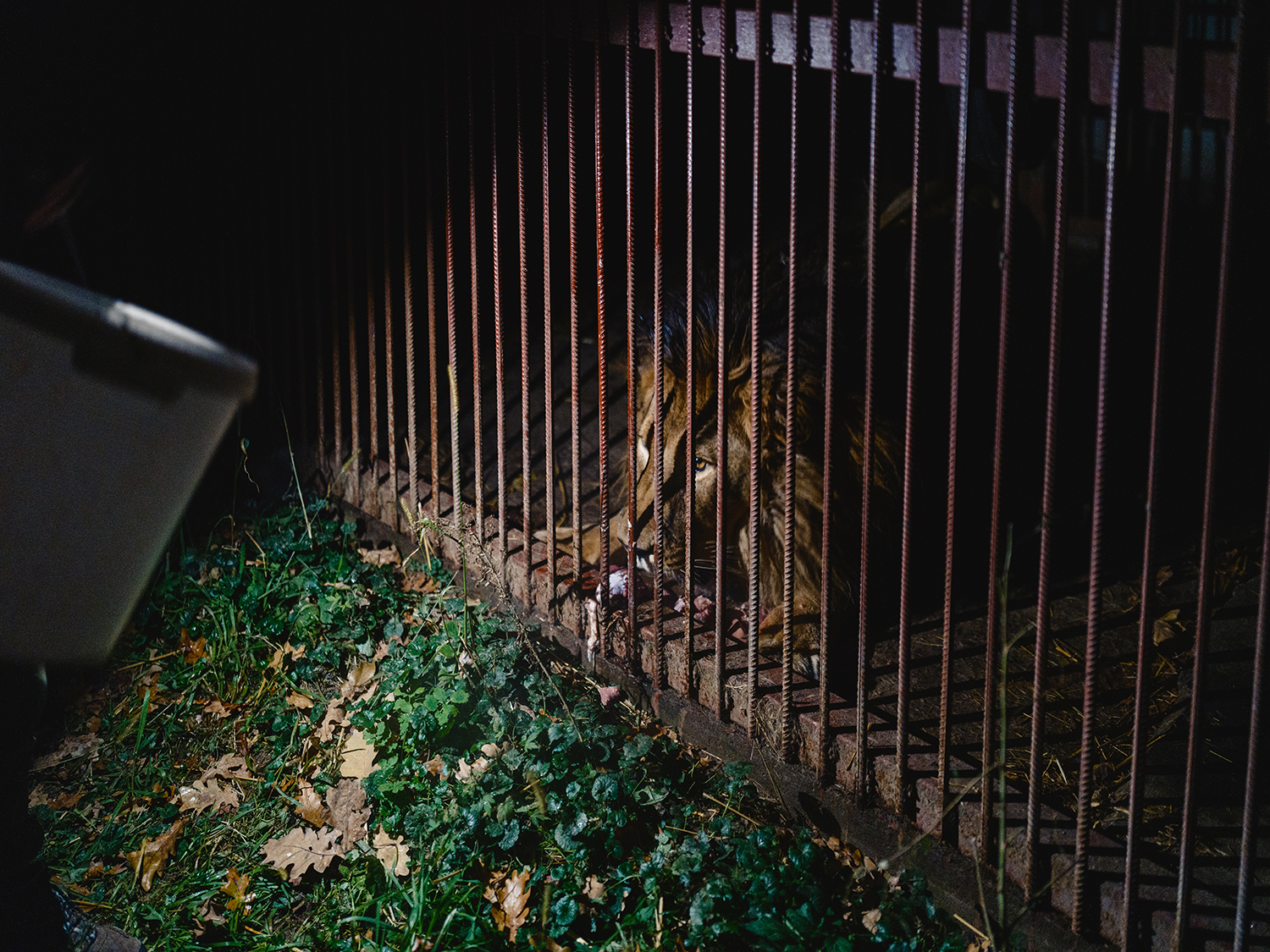 2 - Lion from Donetsk - b58ac354-2575-4185-84a9-c1f8e94a3eee.jpg