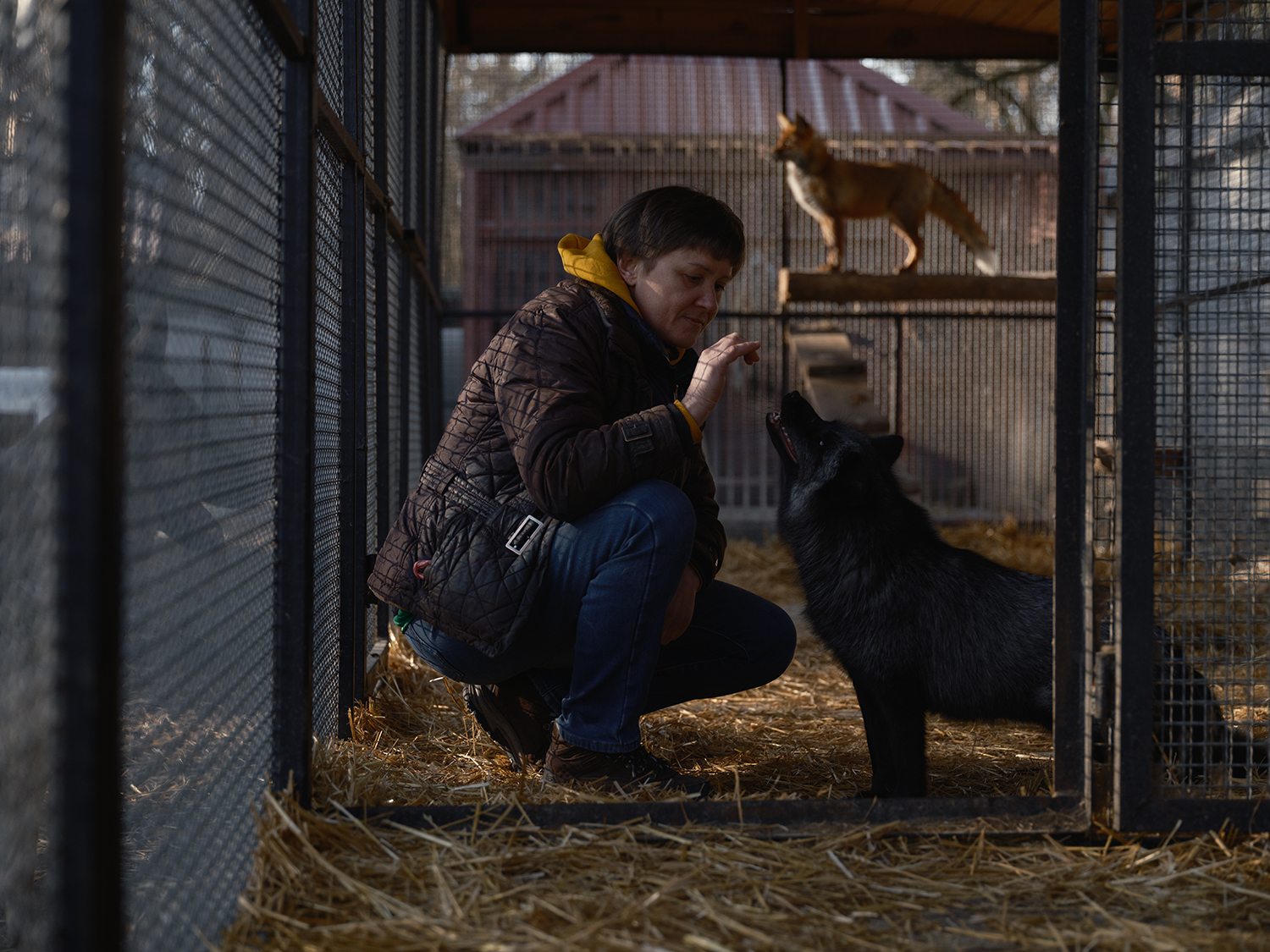 Saving exotic animals from Ukraine