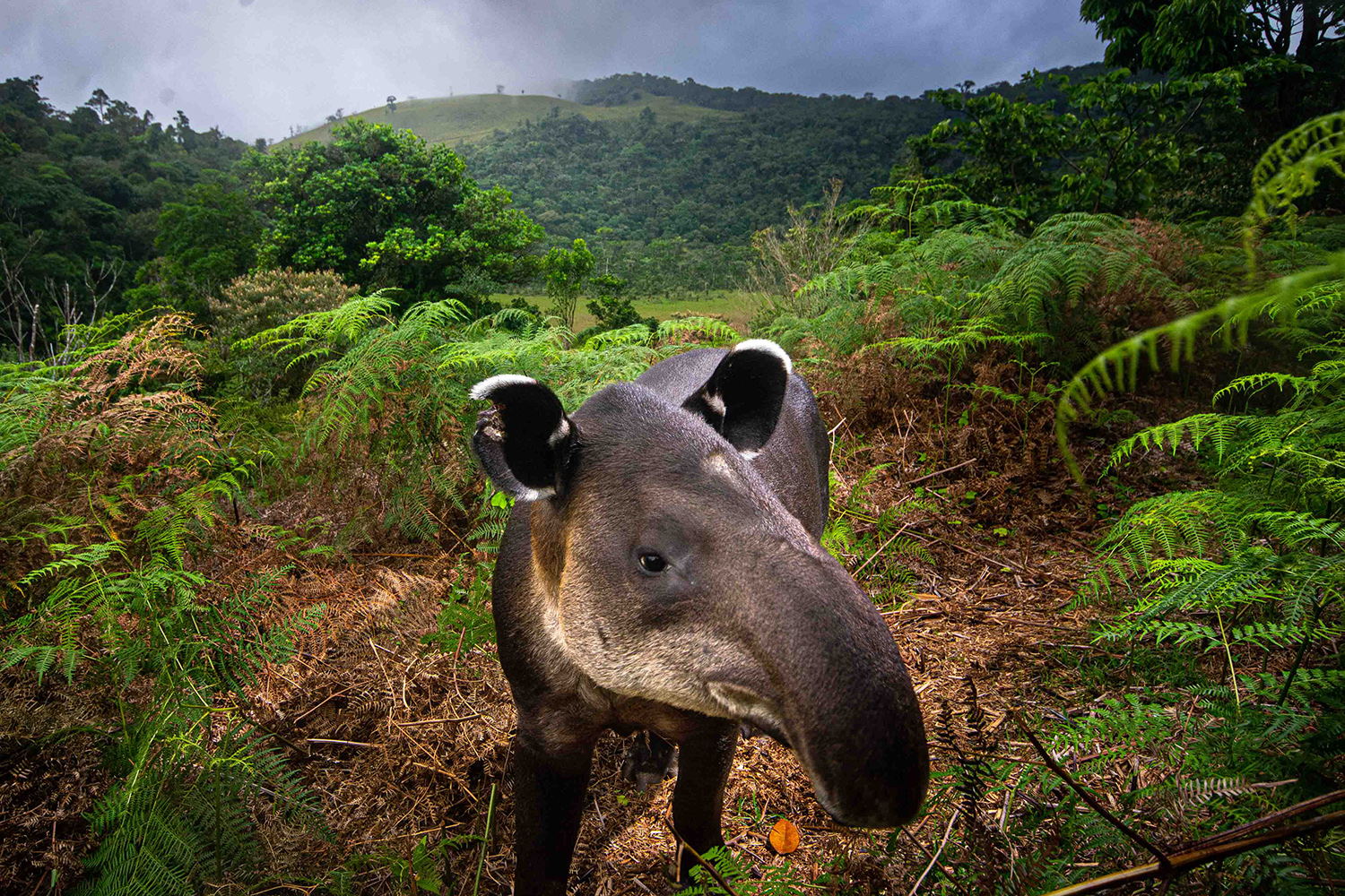 Tales of the Guardian's of the Forest: Safeguarding a fragile bond