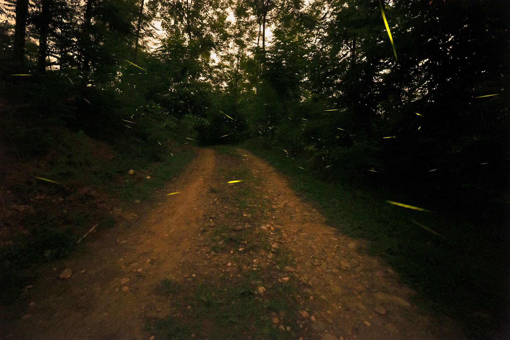 2 - Path to the House - 36bcd623-eb66-41b1-9ef2-e9e1328a9631.jpg