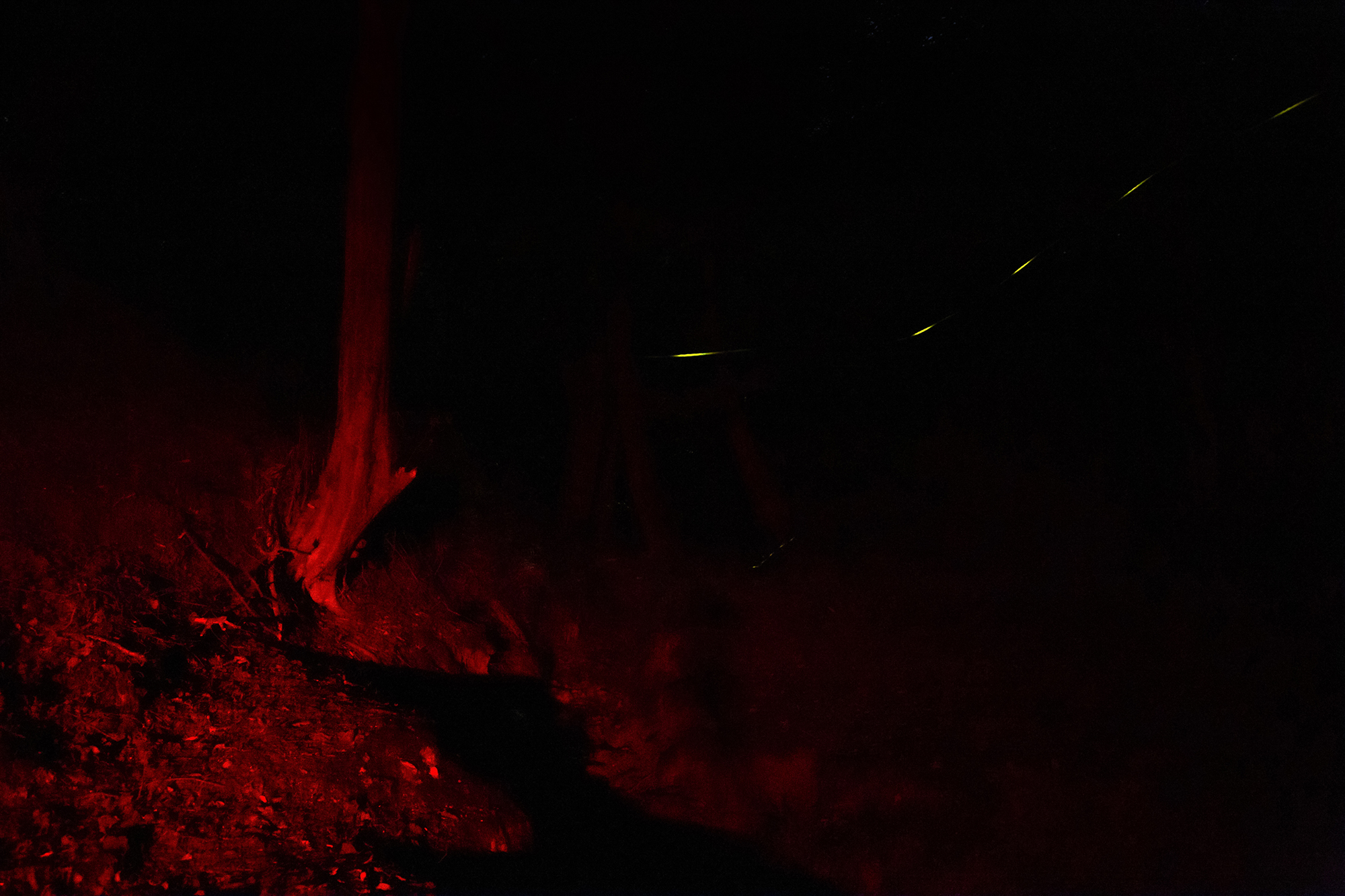 3 - A Single Firefly - e08830be-d450-4427-a2cc-a46412e7d35c.jpg