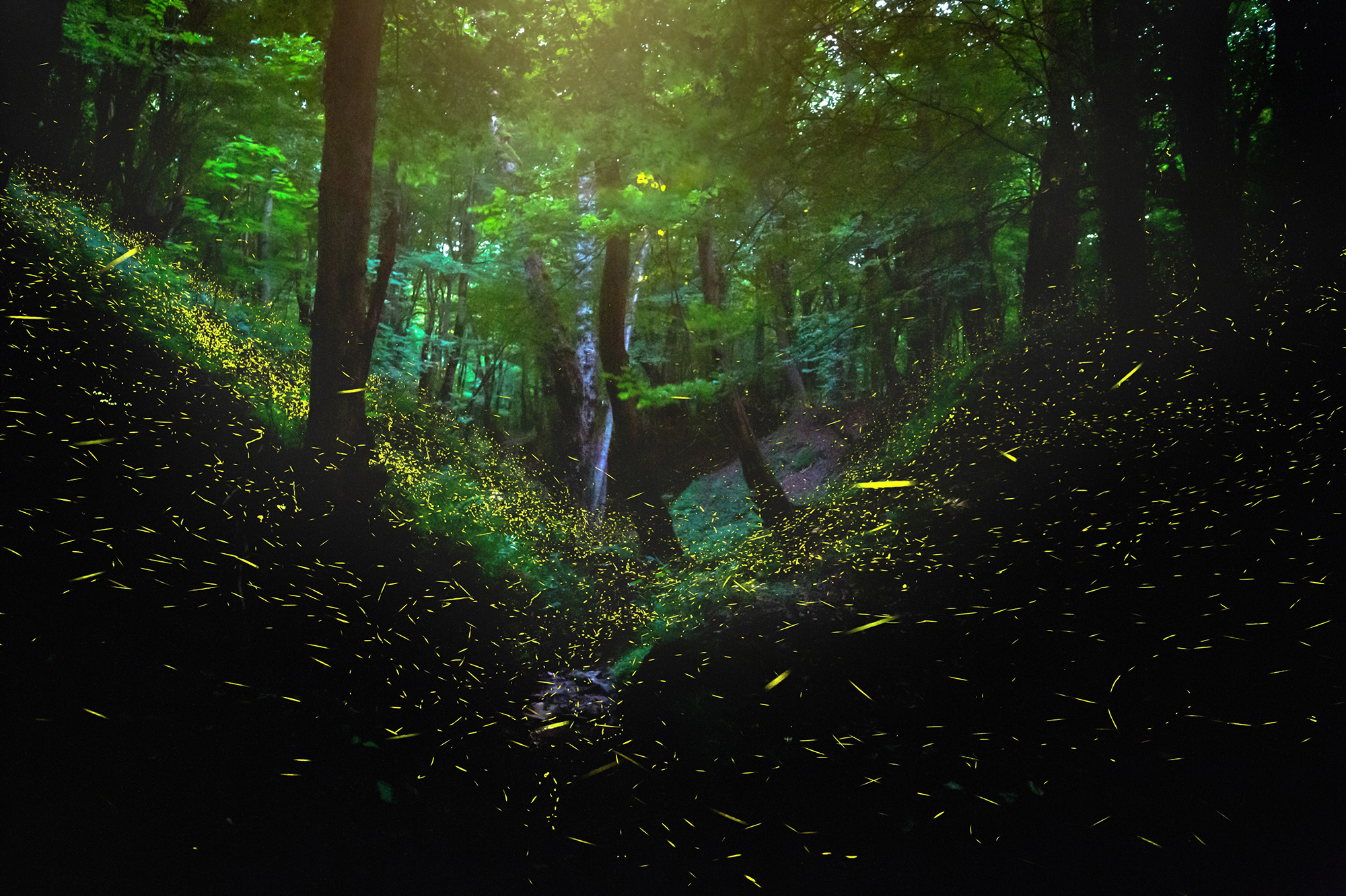 Where the Dark Began to Glow
