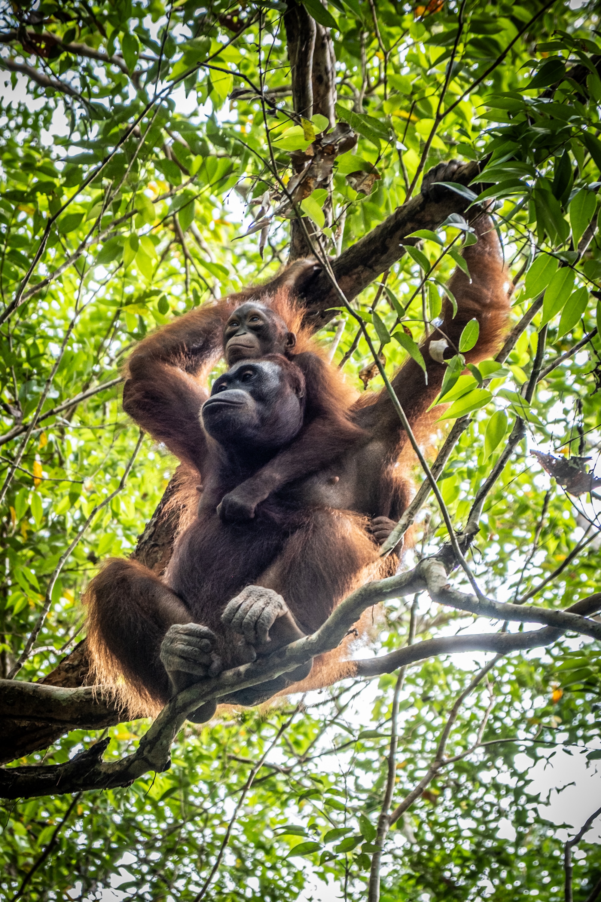 BEYOND RESCUE: Life on the Frontlines of Primate Conservation