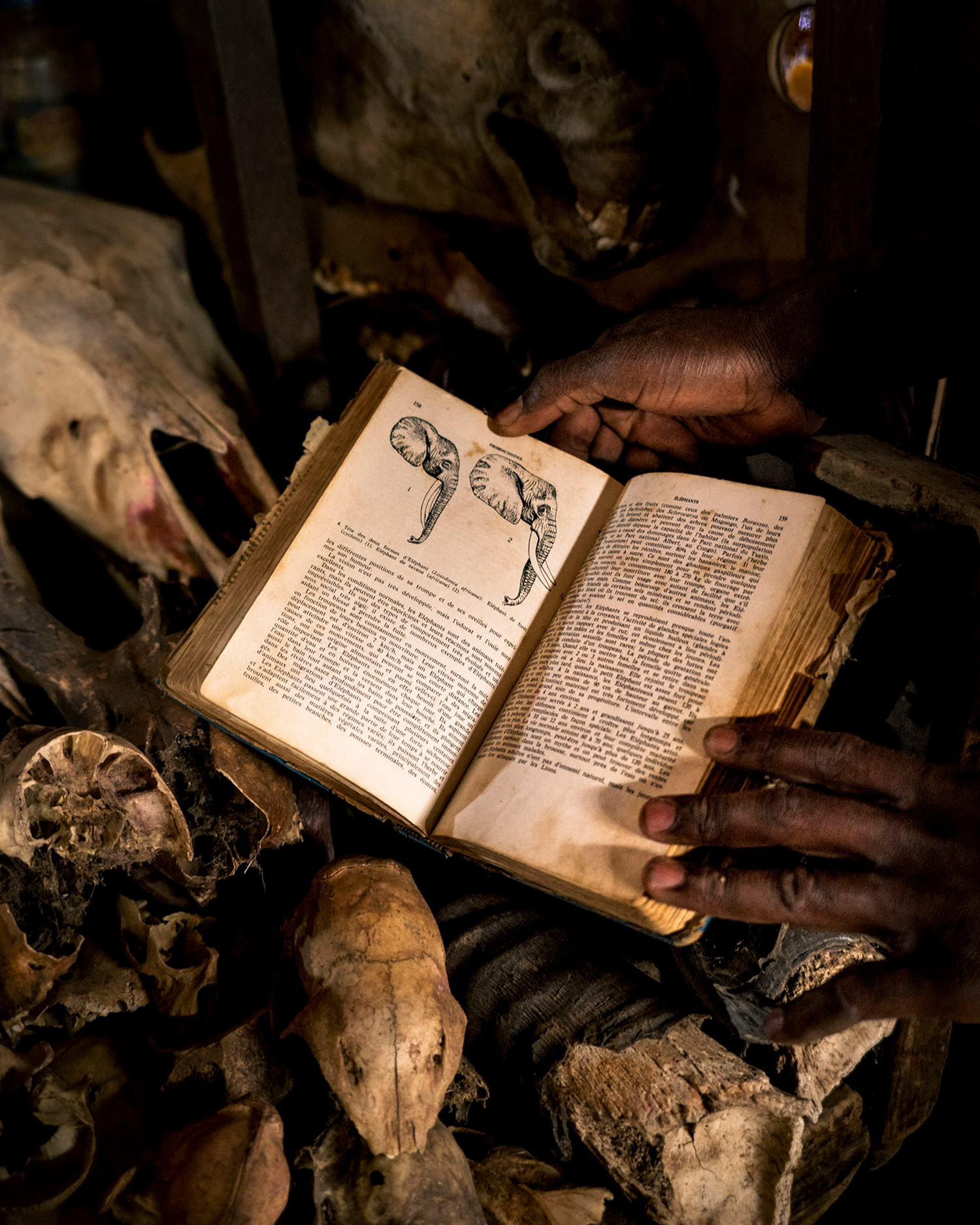 Une côte sans ivoire