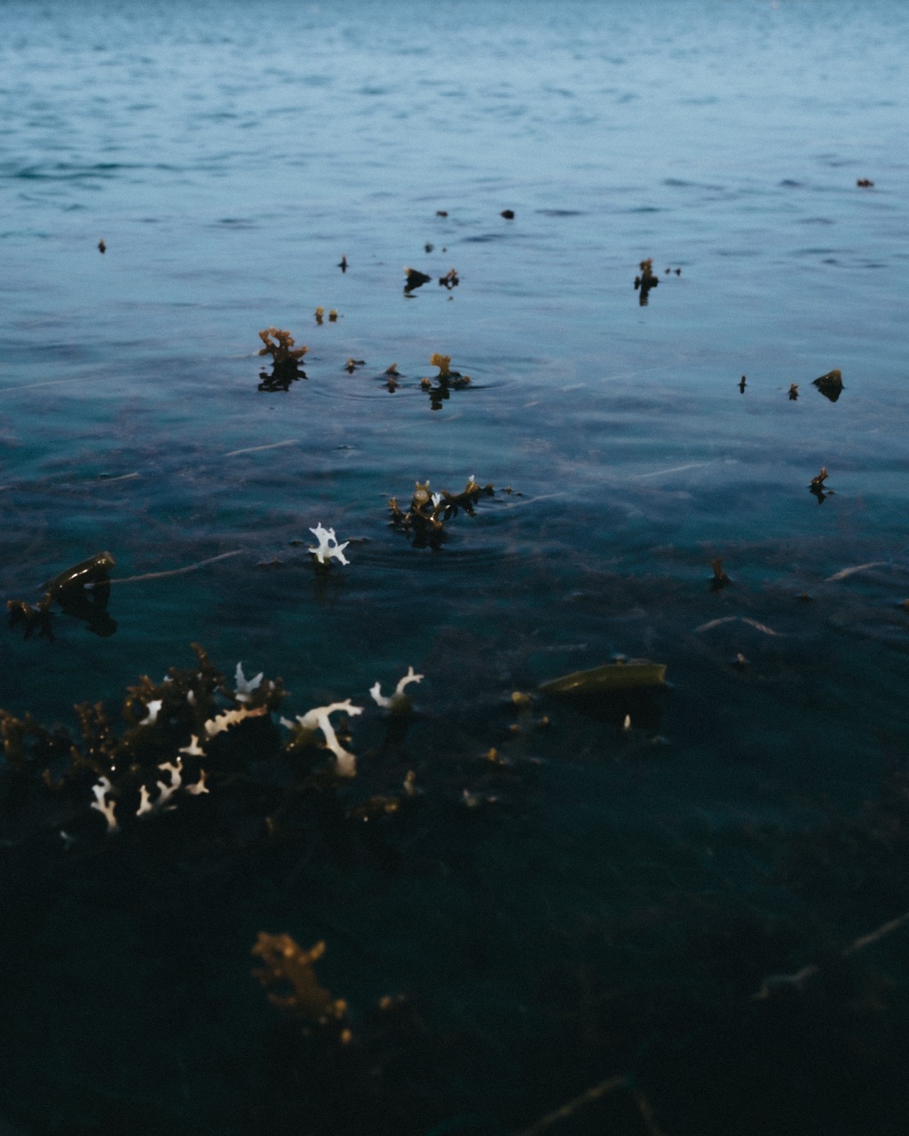 Groß (5 - Floating on coastal waters - 4c838861-6950-4156-a9c5-2e7b0dcbc3b7).jpeg