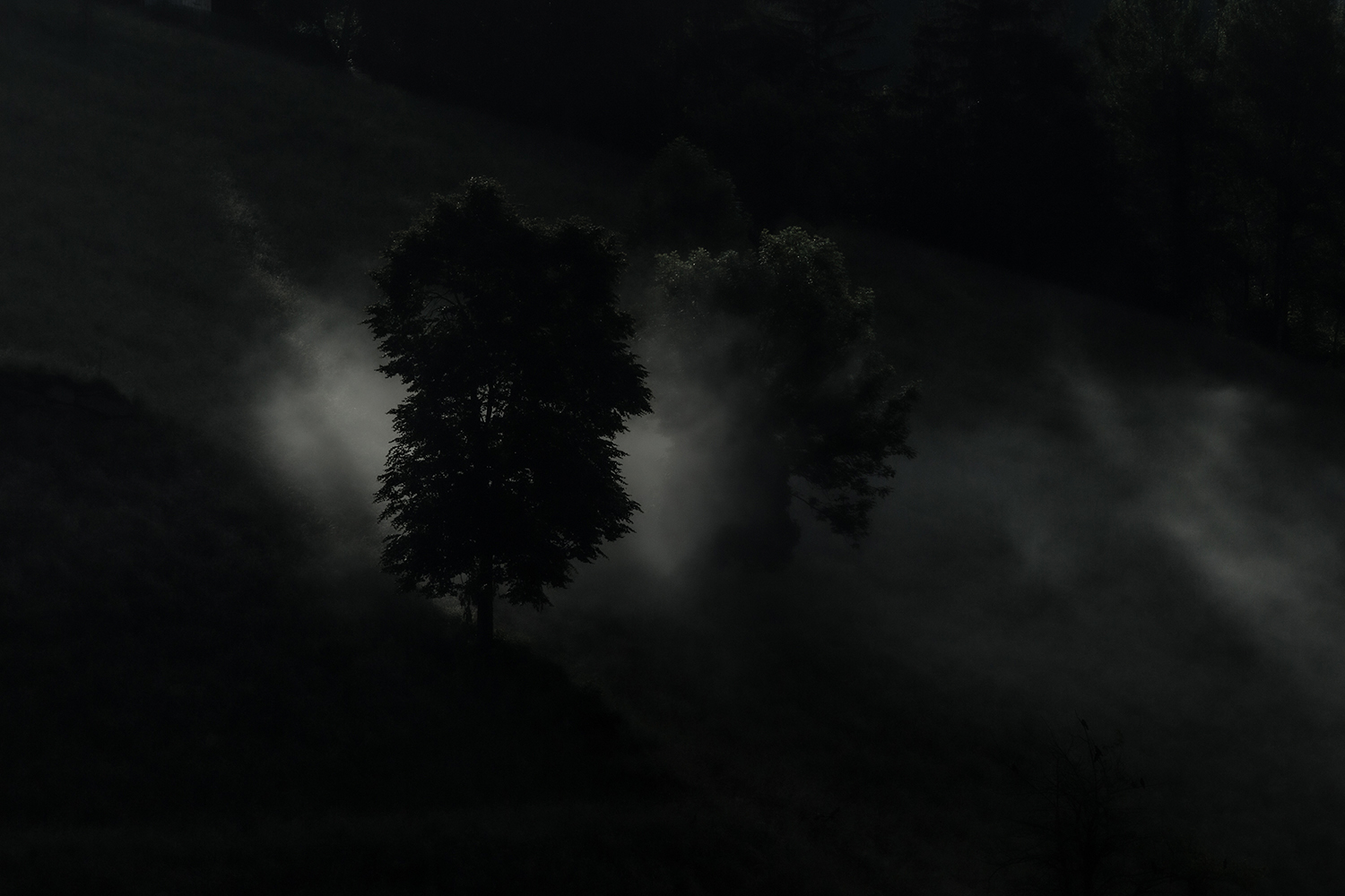 Light and shadow in the name of the Lord