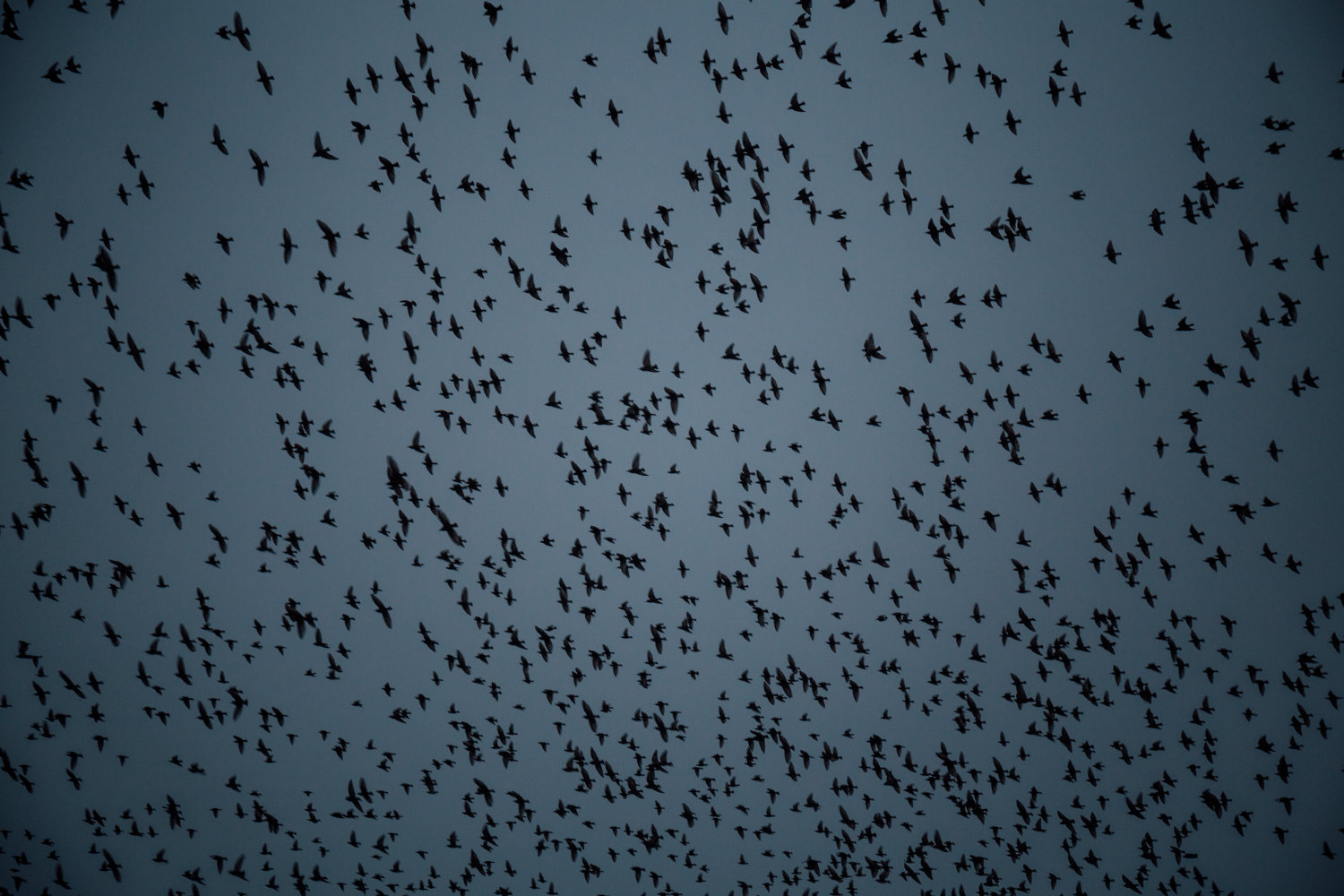 Birds of a feather flock together