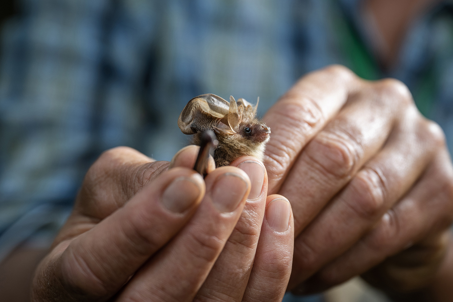 Threats to Bats in Germany