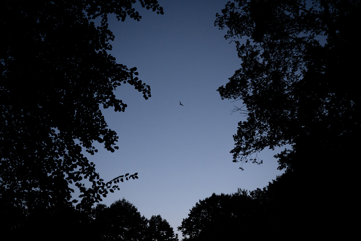 Threats to Bats in Germany