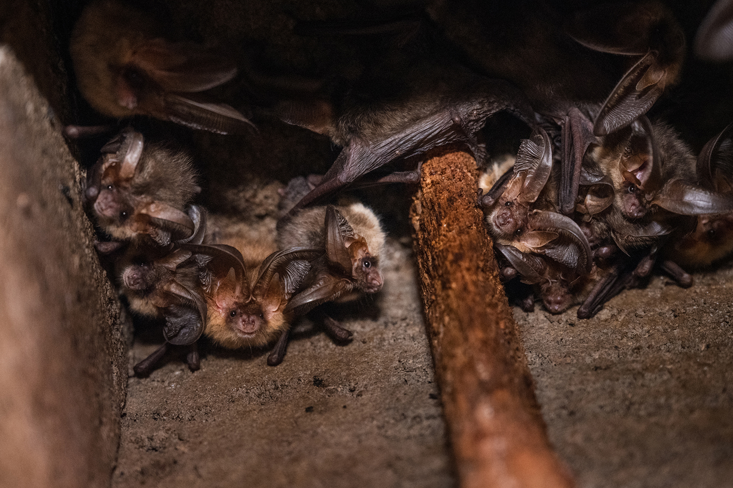 Threats to Bats in Germany
