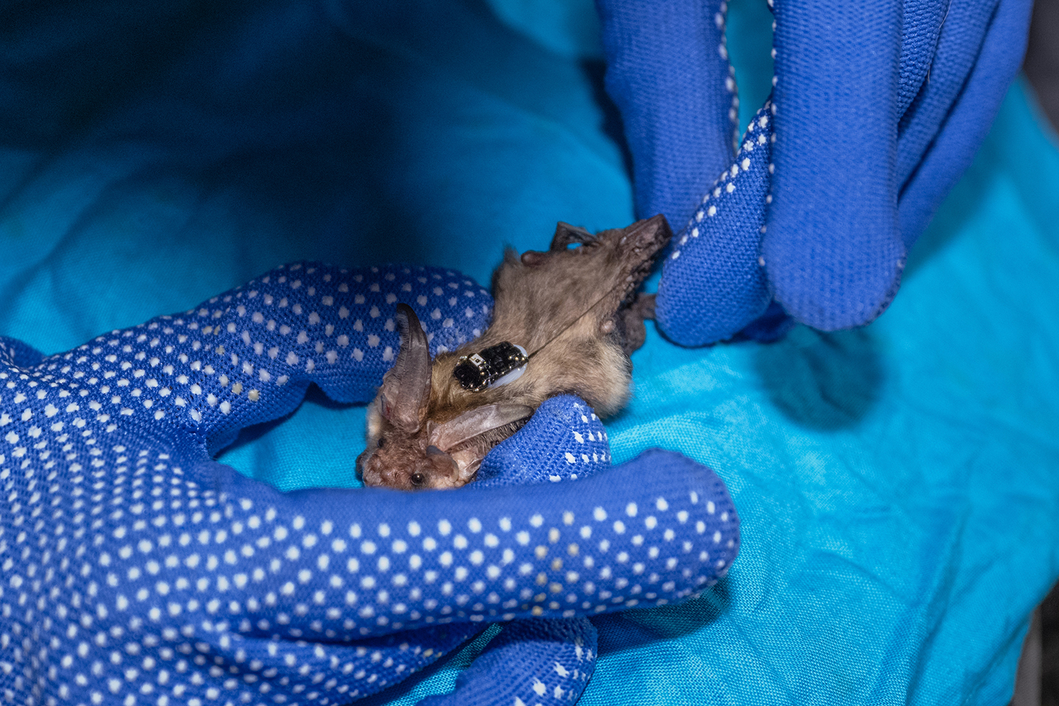 Threats to Bats in Germany
